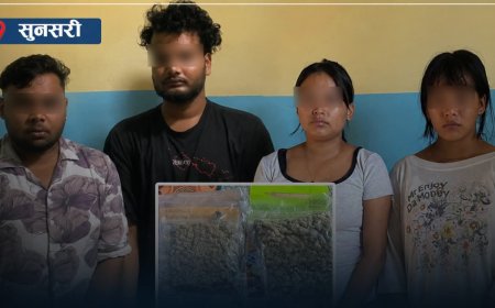 हुलाकको पार्सलमा थाई गाँजा, १ किलो ९१० ग्रामसहित चार जना पक्राउ