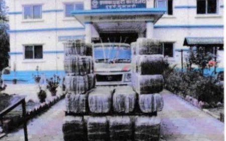 सुनसरीमा संयुक्त प्रहरी टोलीद्वारा ५६४ किलो गाँजा बरामद